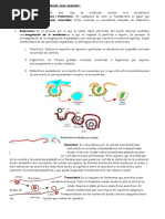 Transporte de Moléculas de Elevada Masa Molecular