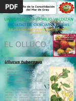 El Olluco