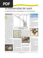 Micro, Meso, Macrofauna Del Suelo