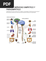 Sistema Nervioso Simpático y Parasimpático
