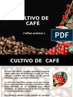 Cultivo de Cafe