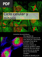 Ciclo Celular y Mitosis I