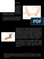 Osificación Del Maxilar