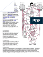 Autonomic Nervous System Anatomy