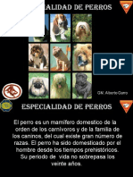 Especialidad Perros