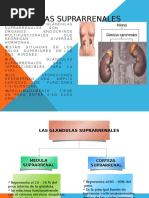 Exposicion de Hormonas Corticosuprarrenales