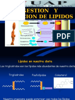 Clase 10. Digestion Lipidos