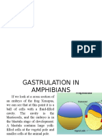 Gastrulation in Amphibians