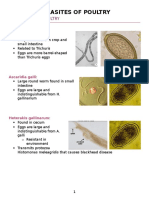 Parasites of Poultry