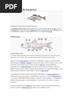 Anatomía de Los Peces 