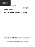 How To Grow Maize