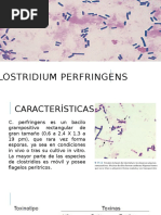 Clostridium Perfringens