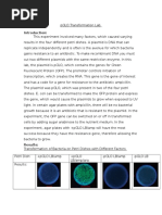 Pglo Lab