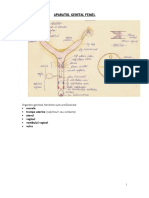 Aparat Genital Femel - Schema