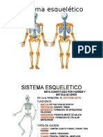 Sistema Esquelético