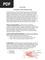 Apuntes Contraccion Muscular 