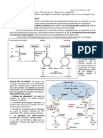 Ciclo Urea PDF