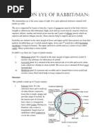 Notes On Eye of Rabbit