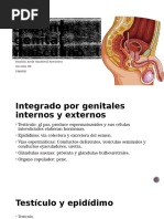 Sistema Genital Masculino