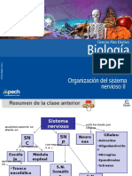 Organización Del Sistema Nervioso II