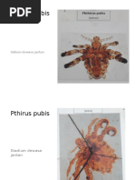 Kutu & Nyamuk, Praktikum Parasitologi