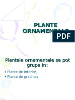 Plante Ornamentale