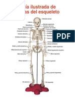 Huesos Del Cuerpo Humano y Montaje de Colección Conozca Más