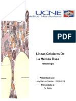 Linéas Hematopoyéticas de La Médula Ósea