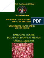 Panduan Budidaya Bawang Merah