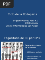 8.3 Ciclo de La Rodopsina (JACOB)