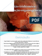 Gastrulao e Organogenese 2