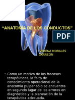 Anatomía de Los Conductos 1ra Parte