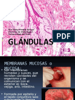 GLÁNDULAS