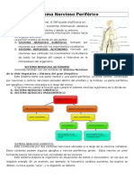 Sistema Nervioso Periférico 