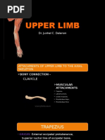 Upper Limb