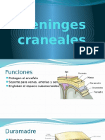 Meninges Craneales