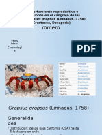 Comportamiento Etológico-Reproductivo Del Crustáceo Grapsus Grapsus