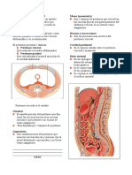 Peritoneo