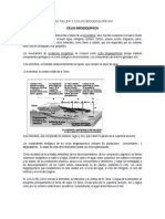 Guia Taller 2 Ciclos Biogeoquimicos