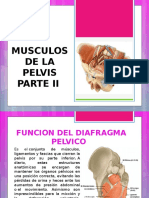 Diapositivas Musculos de Pelvis II