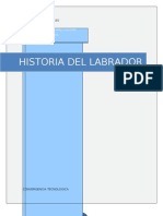 Historia Del Labrador