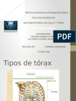 Tipos de Tórax