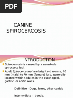 Canine Spirocercosis