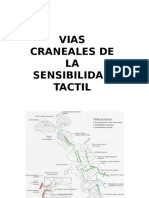 Vias Craneales de La Sensibilidad Tactil