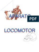 Aparato Locomotor1 PDF