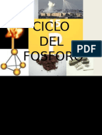 Ciclo Del Fosforo