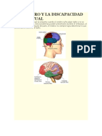 El Cerebro y La Discapacidad Intelectual