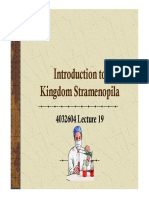 Stramenopila