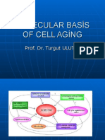 Molecular Basis of Cell Aging