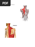Músculos Del Dorso
